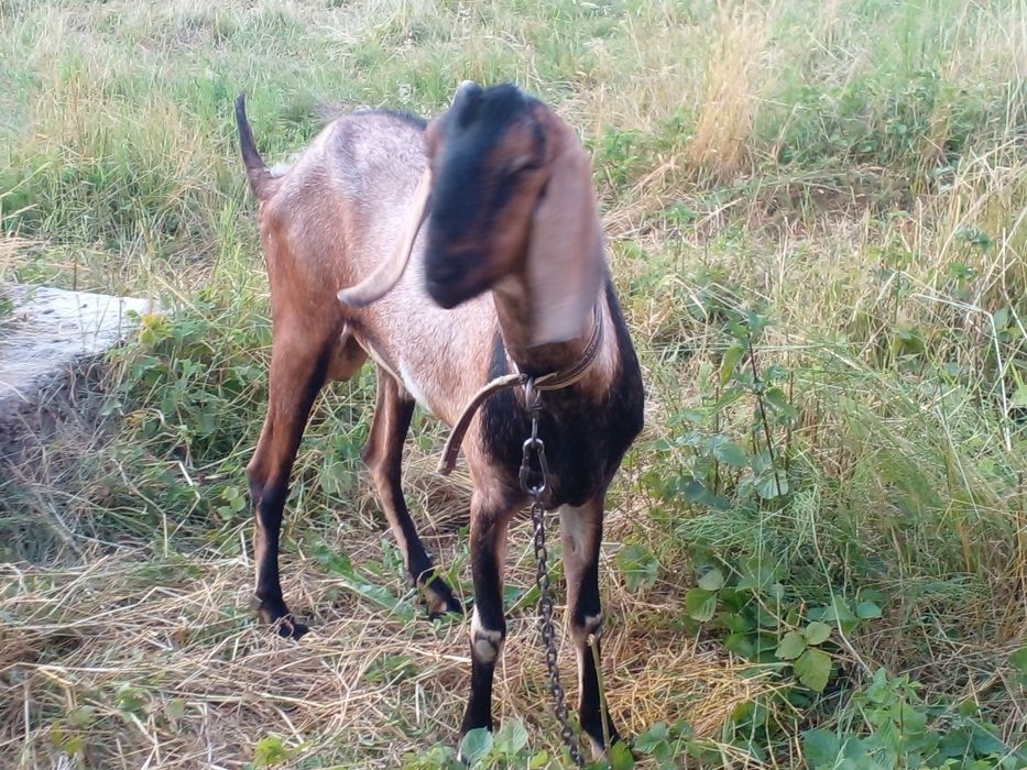 Продам англонобійського козла 100% на племя