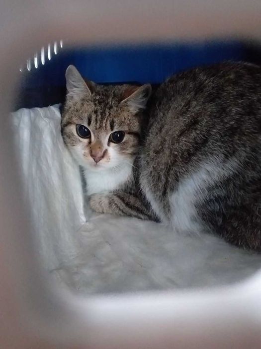 Соня чекає на господарів