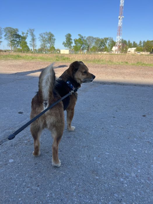 Do adopcj maly psiak Dolar