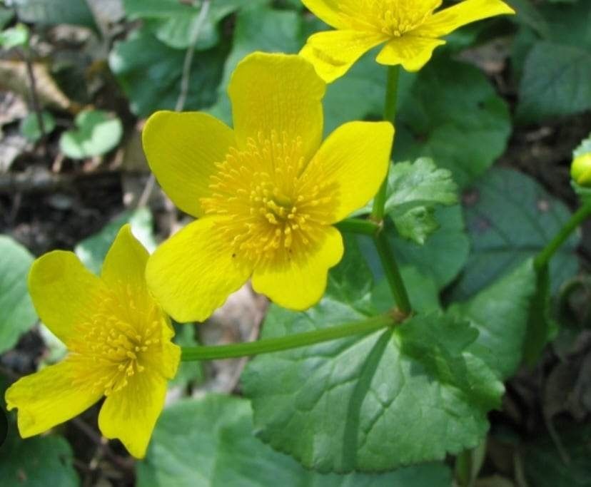 Rośliny do oczka wodnego i stawu