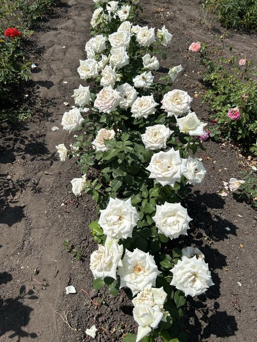 Набір троянд, 10 різних сортів 500грн