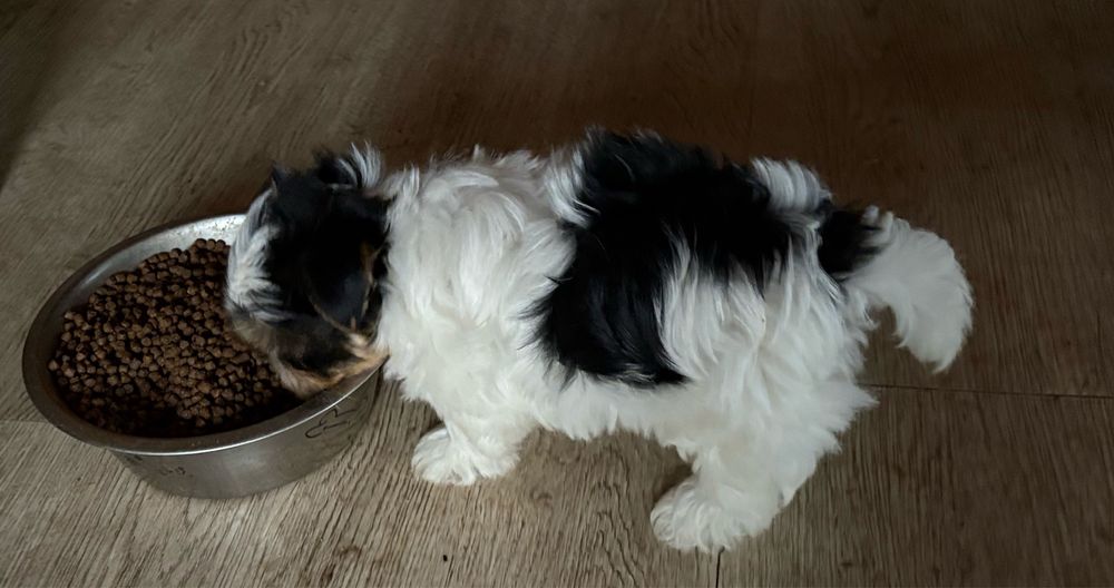 Piesek Yorkshire Biewer