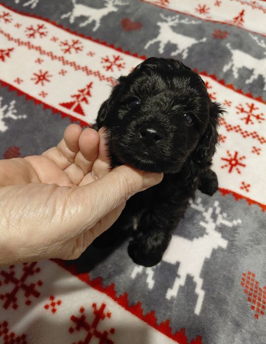 Maltipoo - czarny piesek