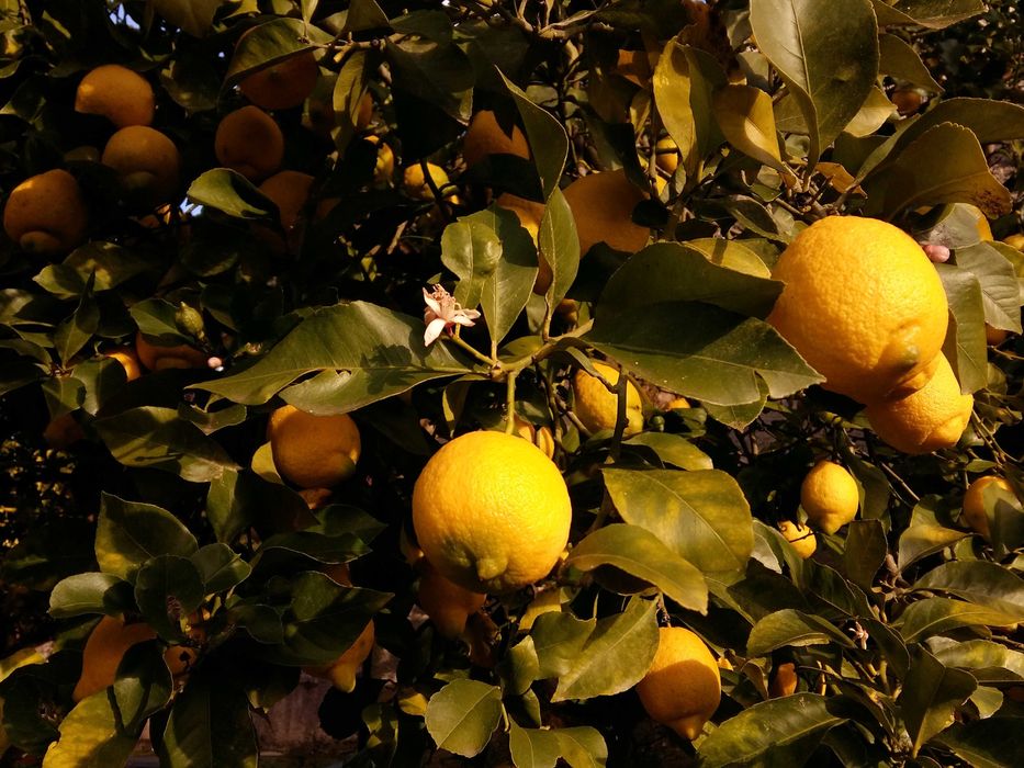 Limões 100% Biológicos