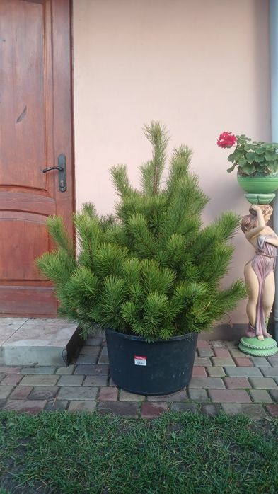 Саджанці сосни..