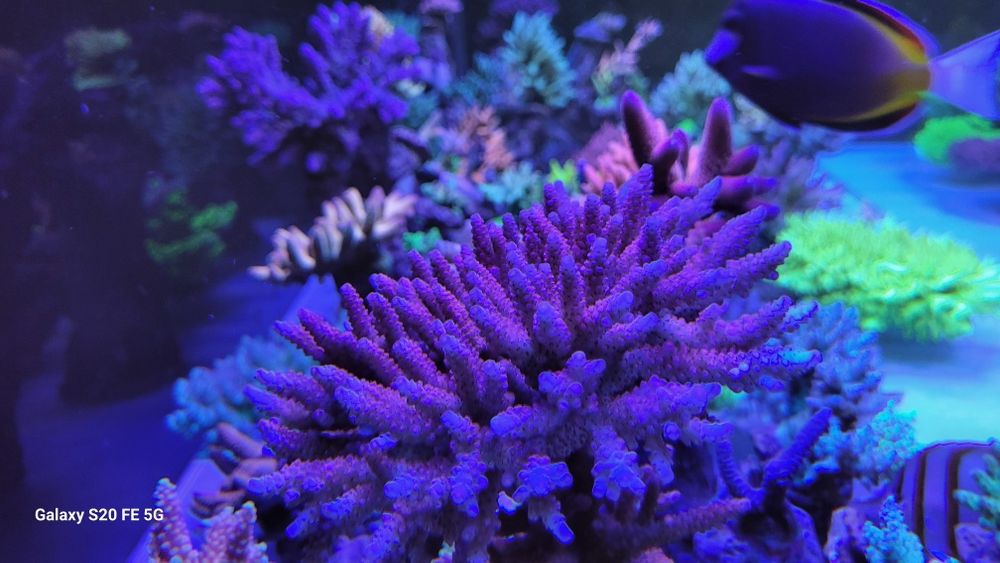 Szczepki acropora,sps Mysłowice-Woj.śląskie