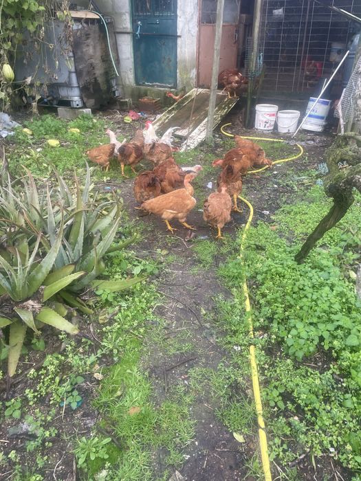 Frangos vermelhos novos