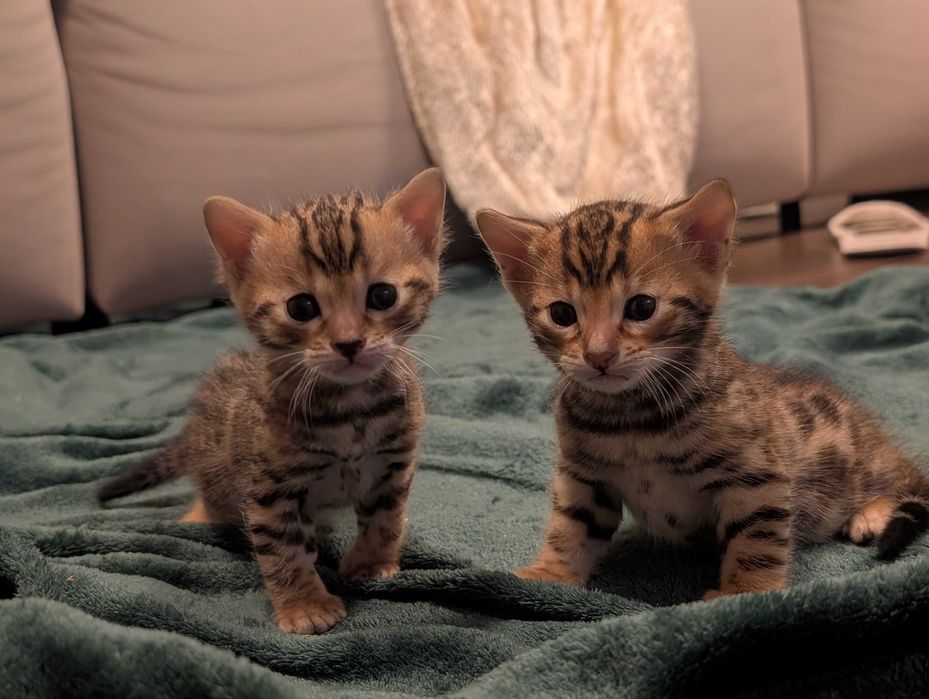 Бенгальські кошенята