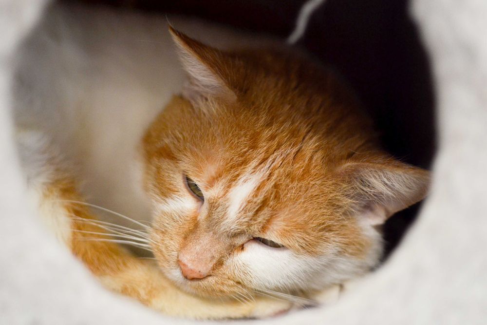 Secemin - uroczy, biało-rudy kot szuka kochającego domu!