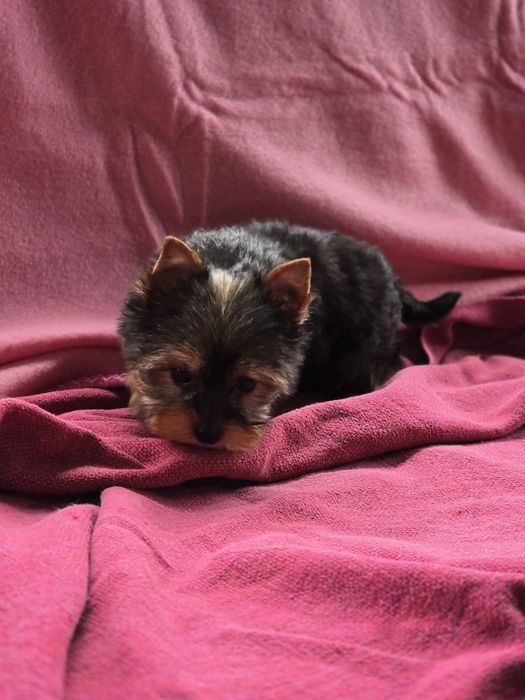 Piesek Yorkshire terrier