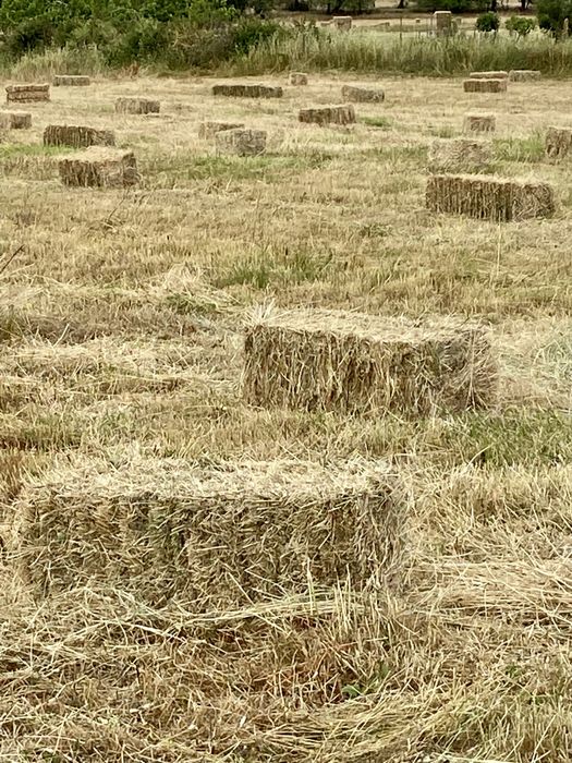 Feno Semeado Fardos Pequenos