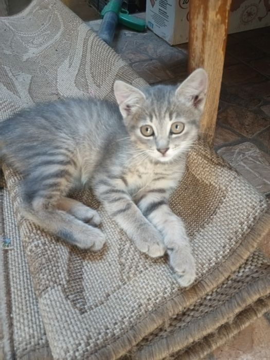 Віддам в добрі руки кошенят.