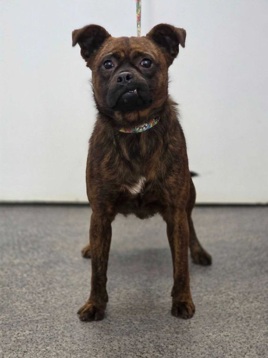 Mykanów/ Przedkocin znaleziono psa!