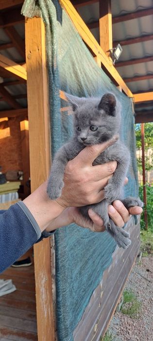 Чудовий хлопчик в пошуку родини!