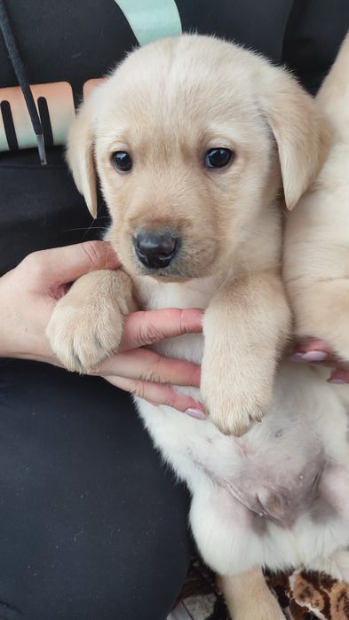 Лабрадор Ретривер