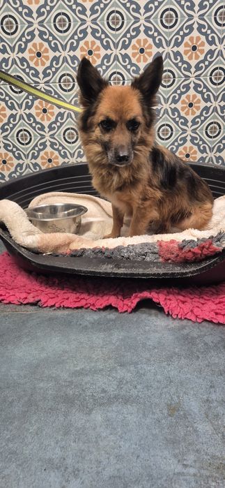 Mały piesek okolo 3 lata