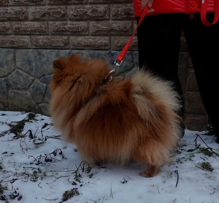 Кобель шпиц на вязку