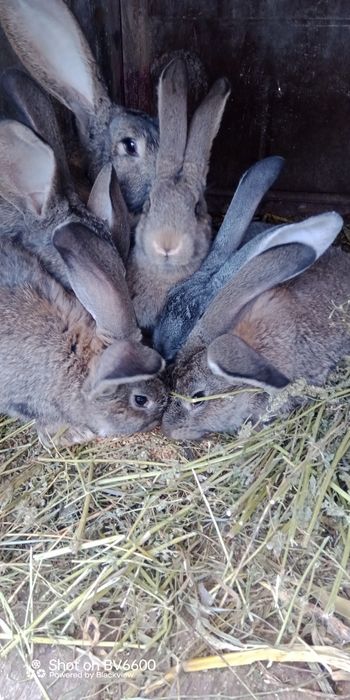 Бельгійці, Фландри,3м, Вінницька обл, Він-й, р-н