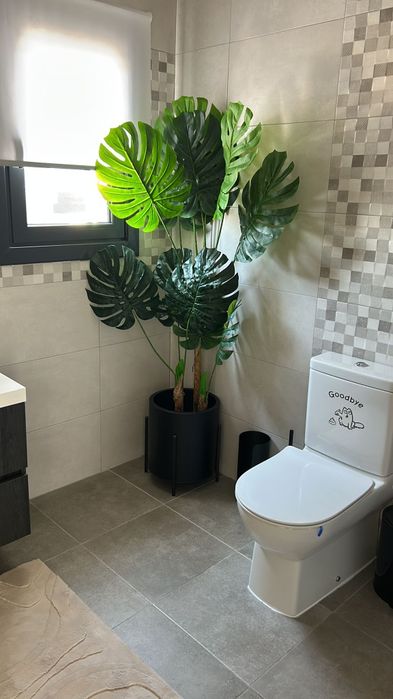 Promoção arvores costelas de adão para decorações