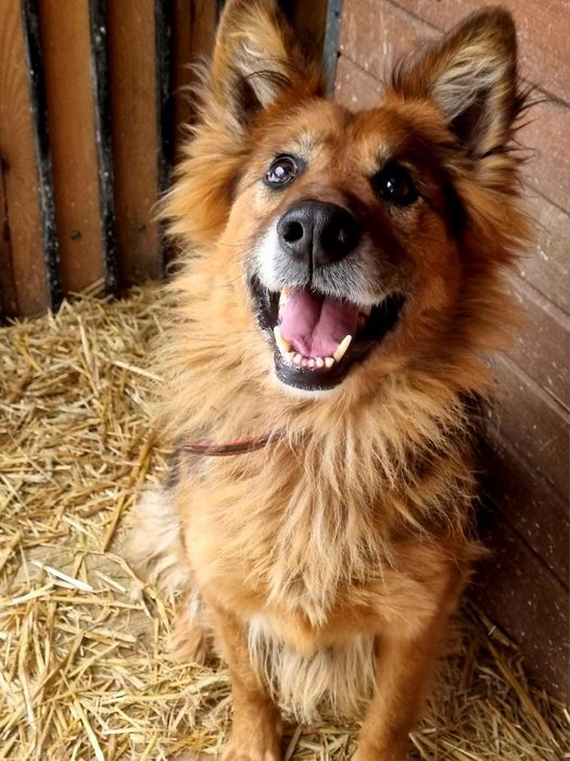 Cudna, kochana, tulasna, porzucona, sunia prosi o dom