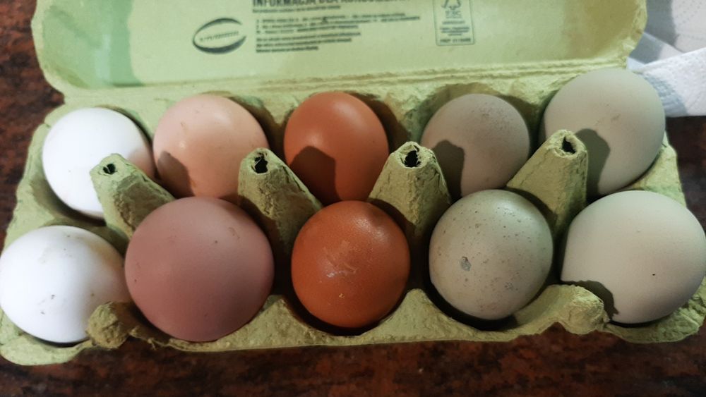 jajka legowe , kolorowe mix