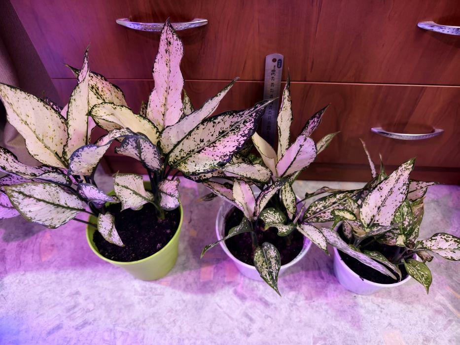 Комнатное растение агалогема White