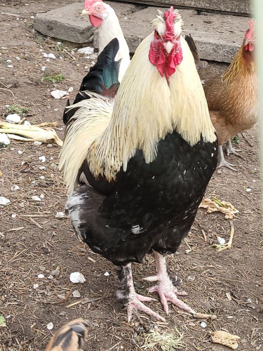 Jaja lęgowe kur mix.