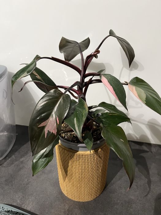 Rezerwacja Philodendron pink princess 20cm