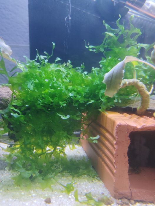 Plantas para aquários