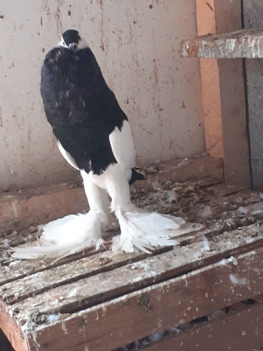 Gołębie ozdobne garłacze czeskie