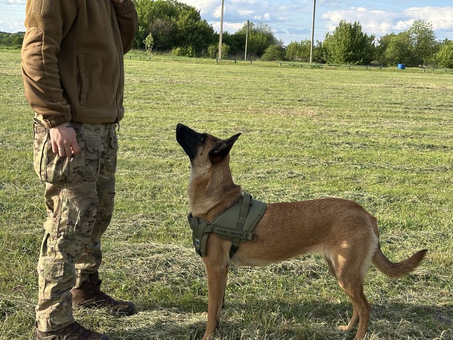 Цуцянята Малінуа