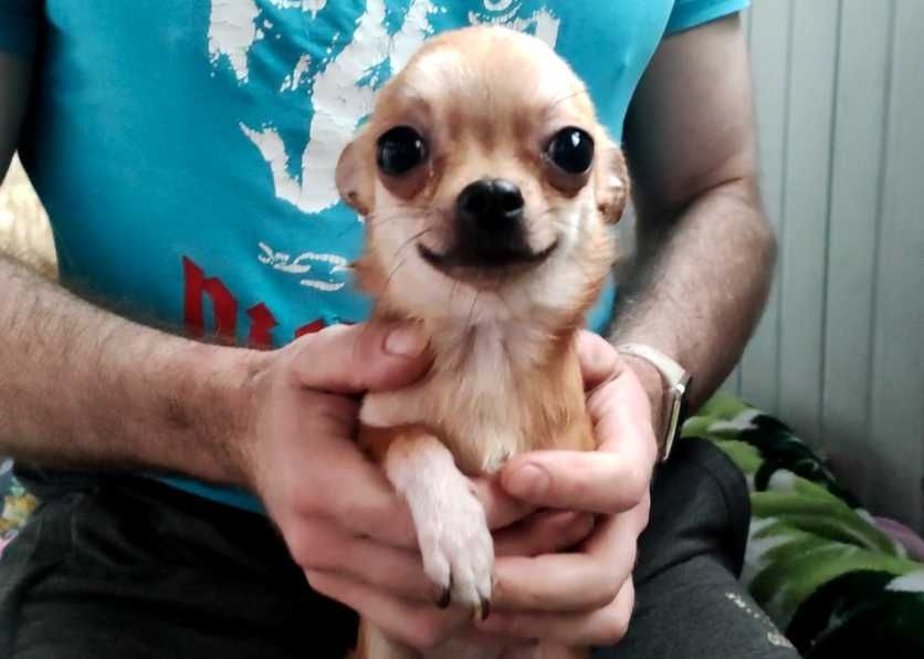 Маленькая девочка чихуа