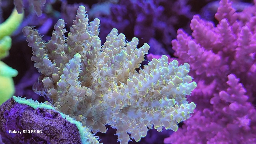 Szczepki acropora,sps Mysłowice-Woj.śląskie