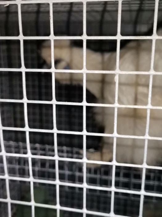 Troco ou vendo galinha sedousa