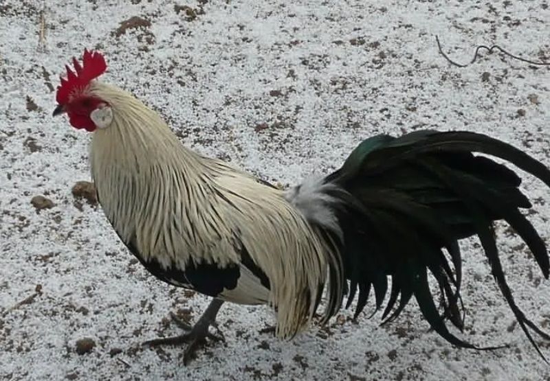 Kurczaki feniks 9szt