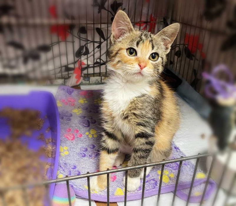 Крихітна милота Моллі (2,5 м) дуже хоче додому! Кошеня, кішка