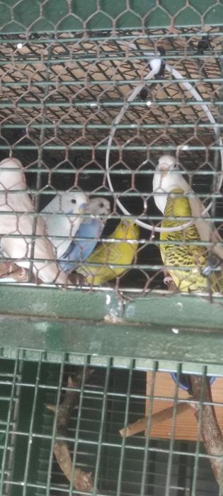 Piriquitos australianos