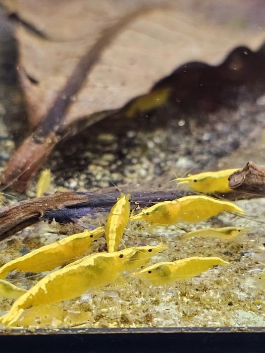 Neocaridina Yellow Golden Back