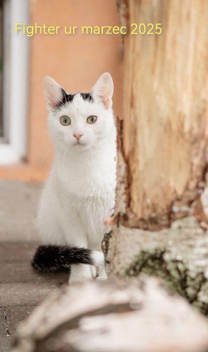 Bezdomne kotki czekają na domy