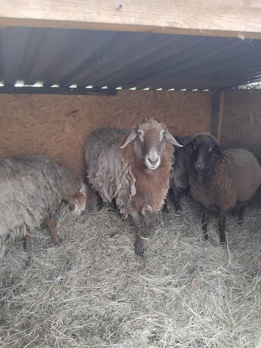 Продам курдючного Барана