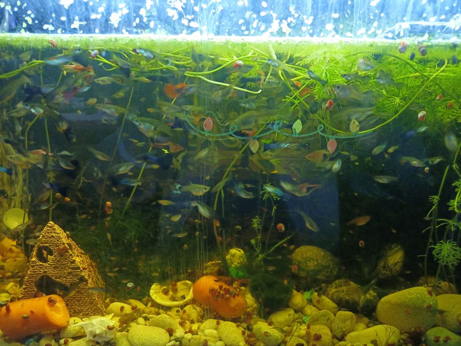 Guppys de várias cores.