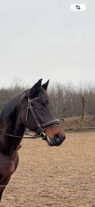 Ogłowie Full BR Balotade ciemnobrązowe