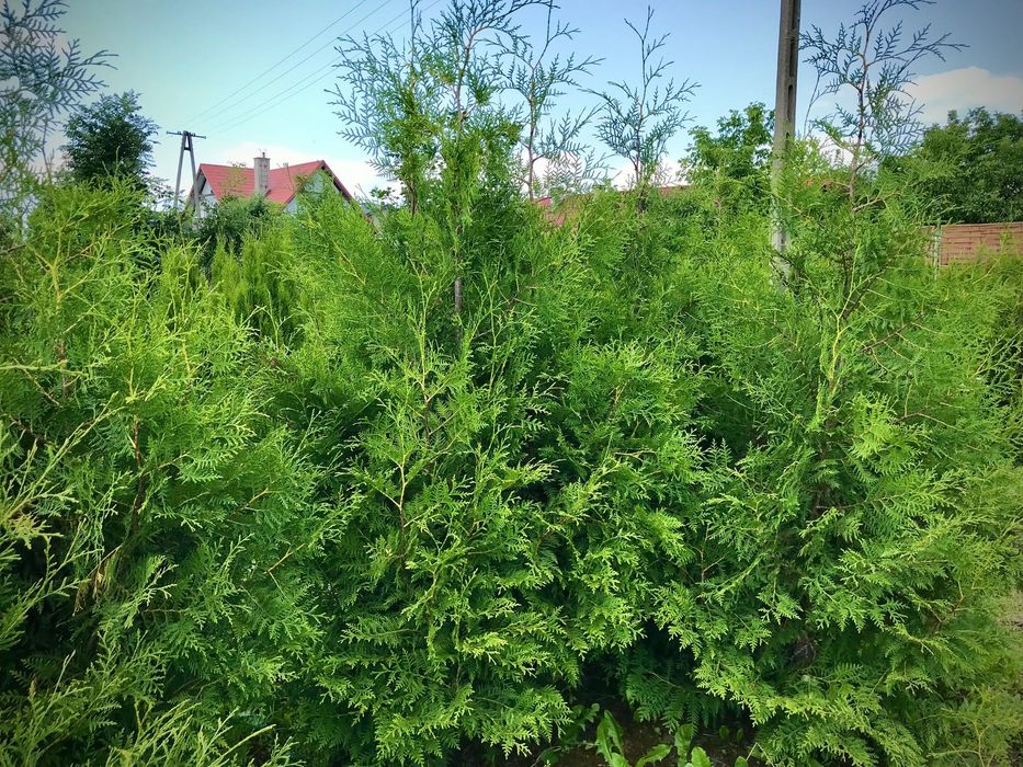 WIOSENNA PROMOCJA !! Tuja Tuje Brabant 160-170 cm Sadzenie