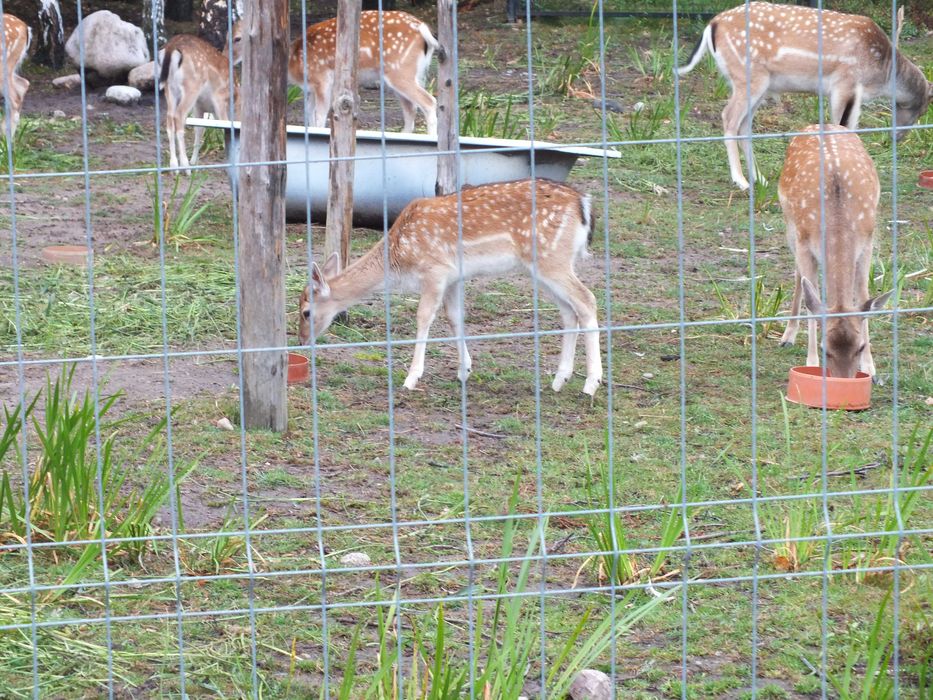 Daniele   3 łanie (zakocone) i 1 byk