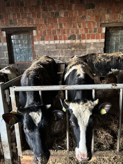 Jałówki wysokocielne