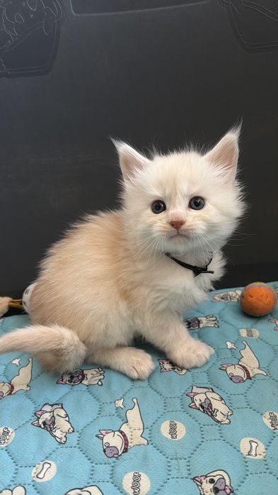 Кошенята мейн кун