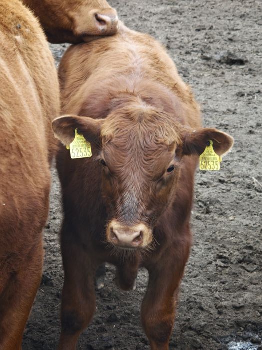Buhaje mięsne Angus Czerwony, byk, odsadek, pod oceną