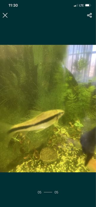 Продам рыбки аквариумные