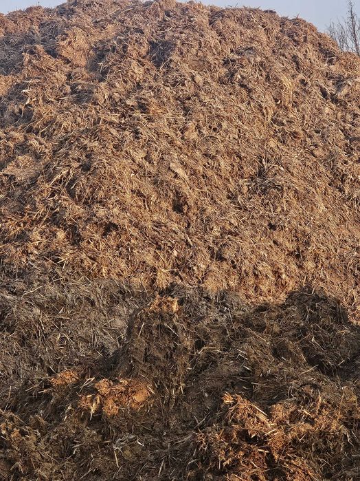 Obornik indyczy pomiot