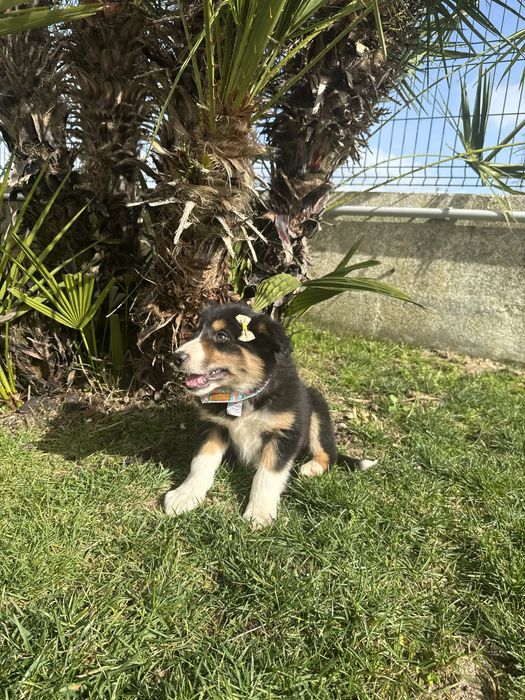 Border Collie Tricolor Linda